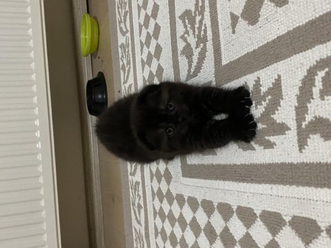 1 buçuk aylık scottish fold kedimizin yavrusu