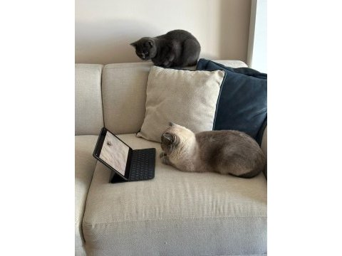 Scottish fold gri