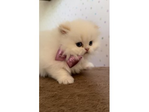 Minik chinchilla prenses yuvasını arıyor