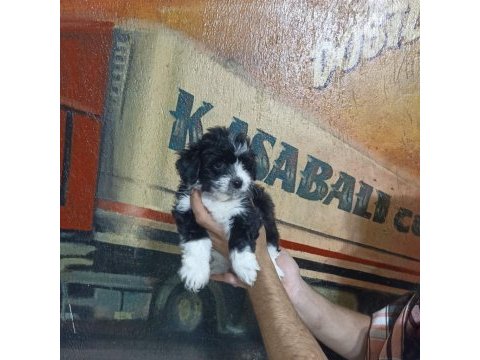 60 günlük dişi morkie