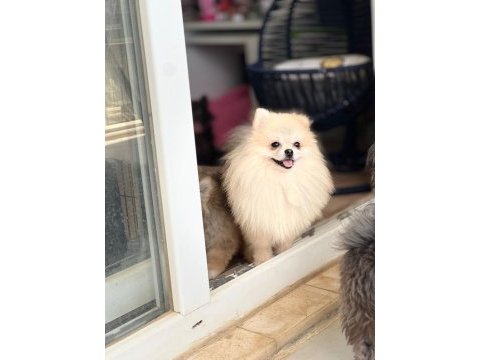 Pomeranian boo yavrular