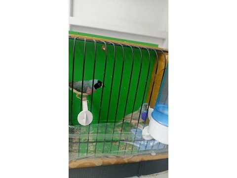 Bilezikli goldian finch mavi hazır takım