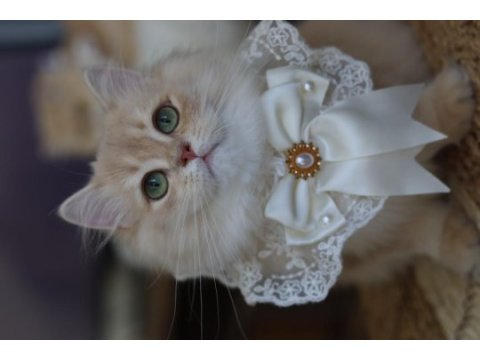 British longhair erkek kedimiz