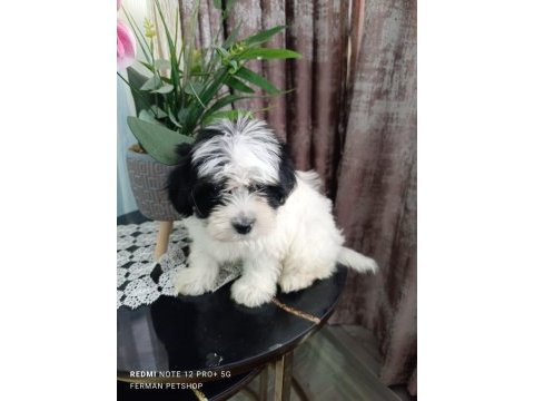 Maltese 5 şivava yavrularımız