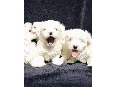 Bu sevecen maltese terrier kaçmaz!