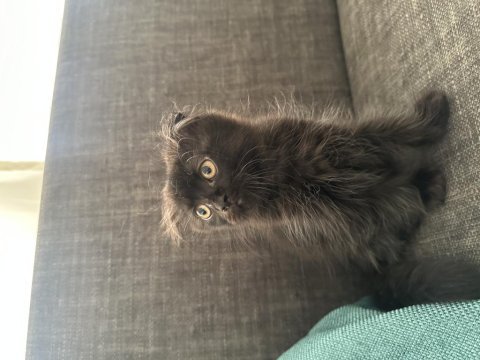 Minik yavrularımız scottish fold