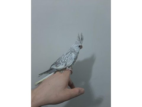 Sultan papağanı 2 aylık