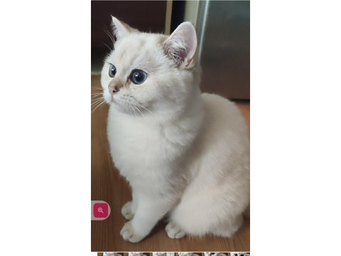Şafkan british shorthair