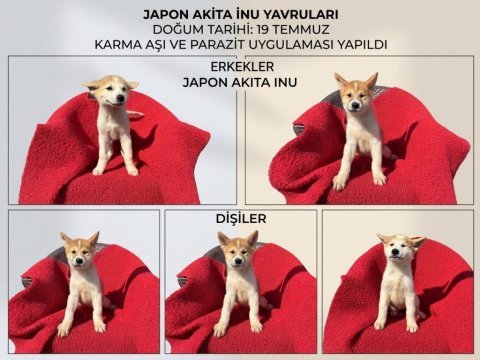 Japon akita inu