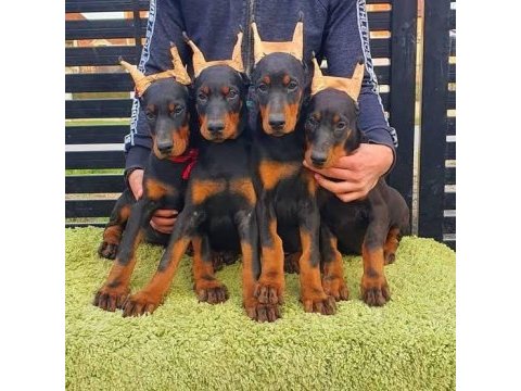 Irkının en iyisi doberman yavrular kapıda ödeme mevcut