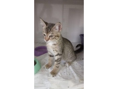 Brıtısh kırması yeni yuvasını arıyor