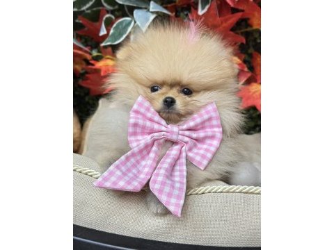 Safkan orjinal ayı surat pomeranian boo yavrular