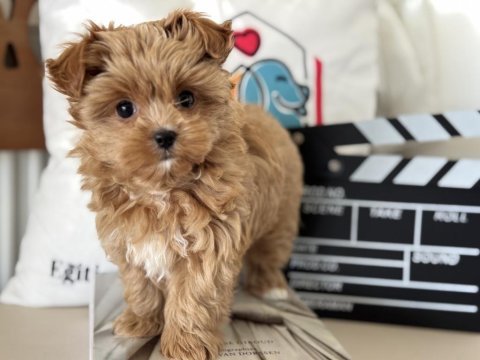 Çok özel show kalite tea cup morkie yavrumuz