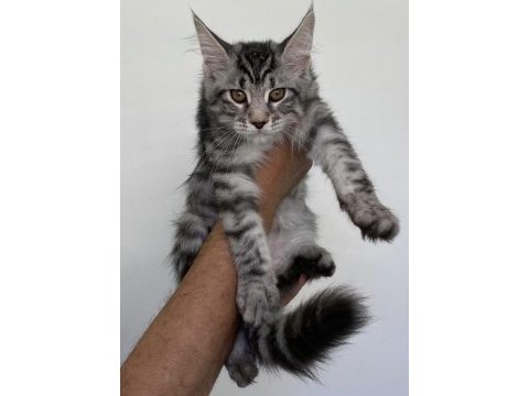 Üst düzey kalitede 3 maine coon yavru
