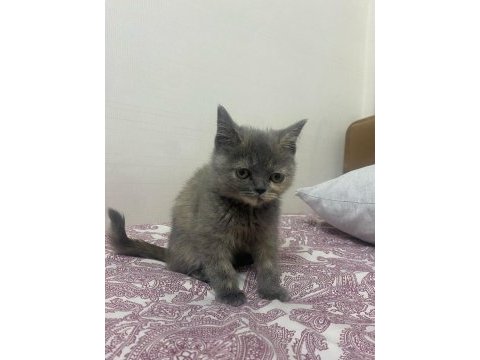 2 aylık dişi british oyuncu yavrumuz