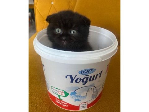 Scottish fold kedimiz