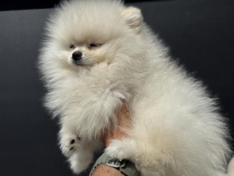 Ultra kalite ayı suratlı pomeranian yavrular