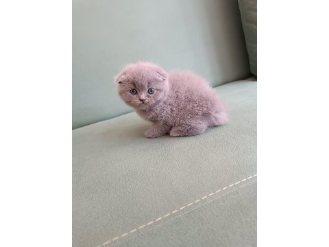 Adana erkek scottish fold 1.5 aylık