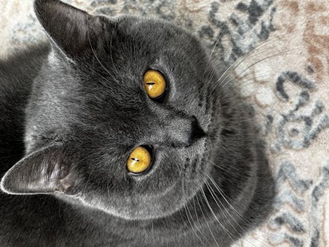 12 aylık british shorthair