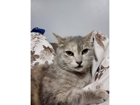 Çok akıllı dişi kedimiz hamile yavruları olacak