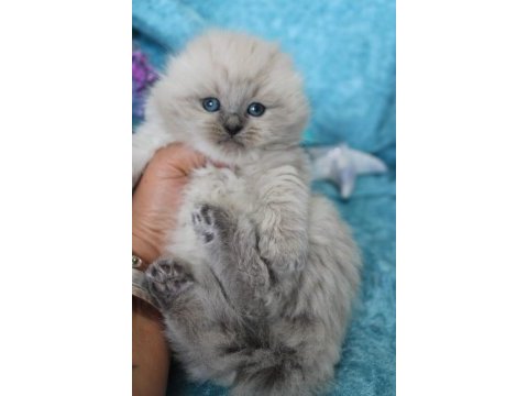 Muhtesem british shorthair ve scotish fold bebeklerim