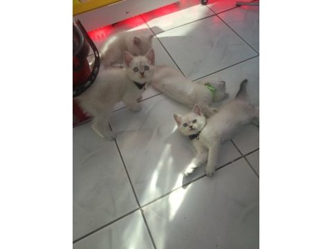 Blue point british shorthair yavrularım