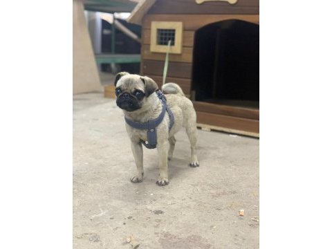 2 yaşında dönemi yakın pug
