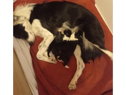 Yavrularımız rezerveye açılmıştır border collie
