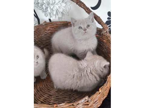 British shorthair dişi 2 aylık safkan