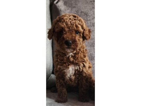 3 aylık dişi toy poodle