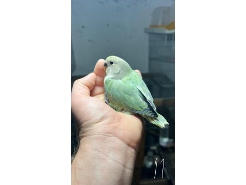 Ele alışkın ve ele alıştırmalık sağlıklı yavru papağanlar