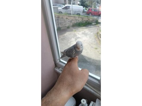 Yeni yeme düşmüş muhabbet kuşu yavrular