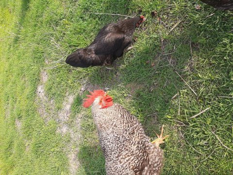 Genç horoz ve tavuklar