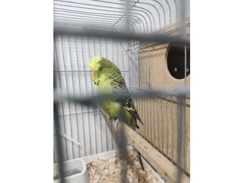 Maşallah show jumbo muhabbet kuşu damızlık ve yavrular