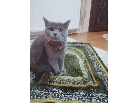1 yaşında kısır erkek british shorthair