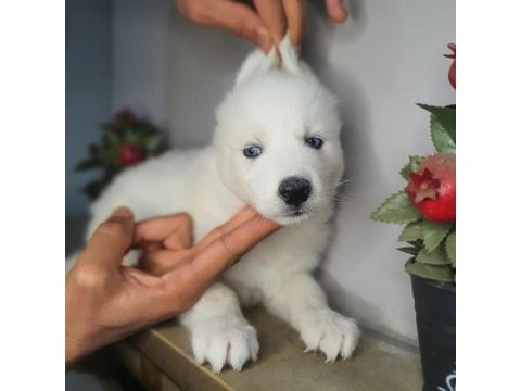 Safkan husky yavrularım