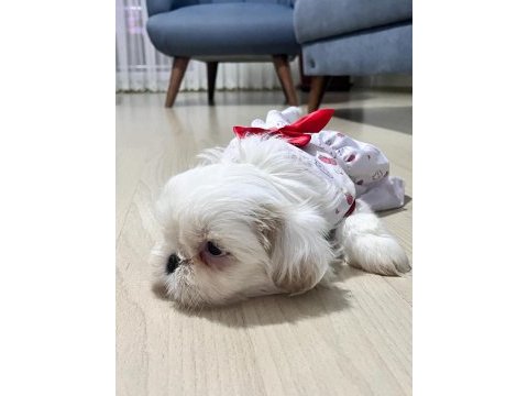 Safkan shih-tzu yavruları