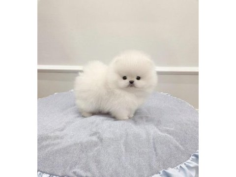 Beyaz etipuf pomeranian
