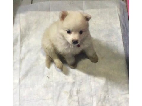 Pomeranian 3 aylık erkek acil sahiplendirilecektir