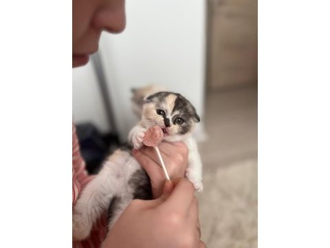 Biblo tricolor dişi scottish fold yavrumuz