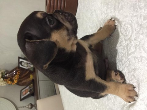 Egzotik french bulldog bebekleri