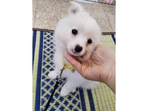 Pomeranian spitz