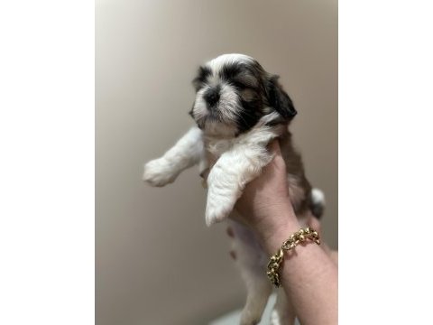 Shih-tzu ev yavrular