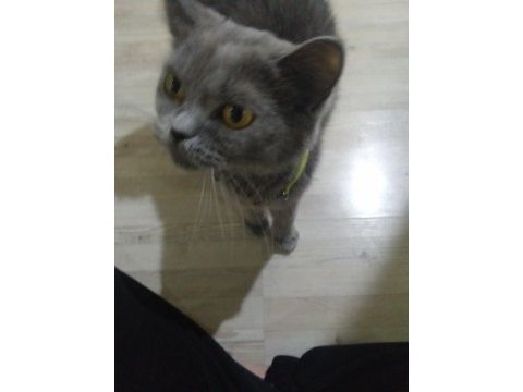 Kızımızı sahiplendiriyoruz british shorthair