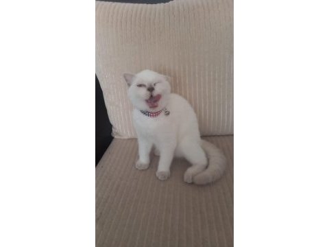 Dişi 5 aylık yavru british shorthair