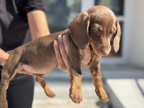 Petmode köpek çiftliğinden dachshund yavrumuz
