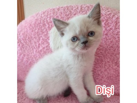 British longhair tuvalet eğitimleri verildi