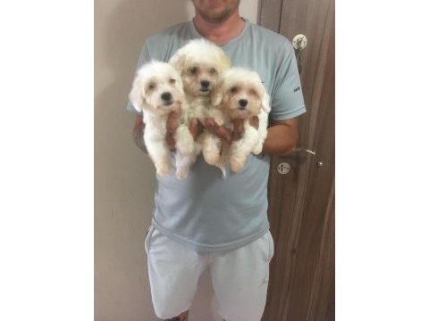 Mükemmel kalitede maltese terrier yavrularımız
