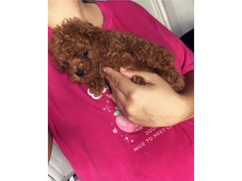 Poodle yavru erkek
