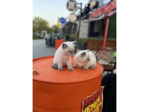 4 adet blue point yavru british shorthair